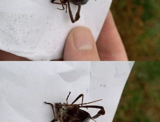 How to React If You Get Bit by This Bug