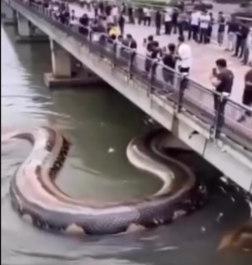 Python Under Animal Python under water