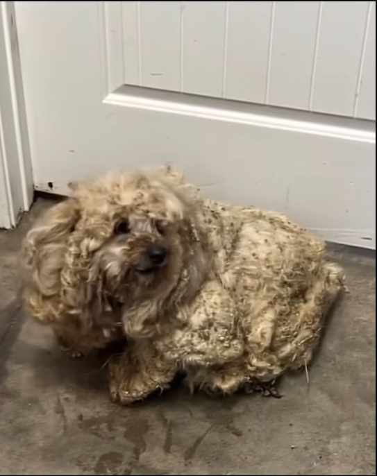 Shelter rescues neglected dog covered in three pounds of matted fur ...