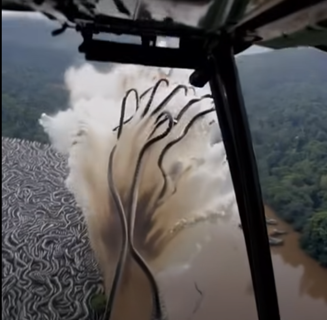 OMG Unbelievable footage from the Amazon… Everything